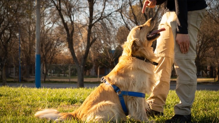 Golden Retriever: tudo o que você precisa saber sobre!
