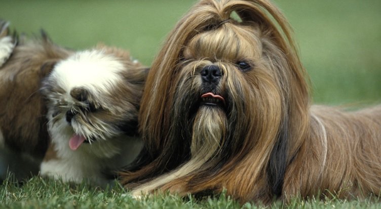 Shih Tzu: O melhor amigo para qualquer estilo de vida