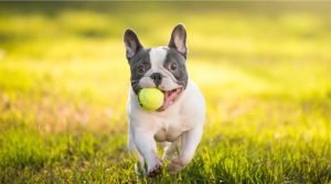 Tudo sobre Bulldog Francês: Comportamento, Criação e Cuidados!