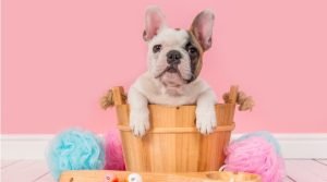 Tudo sobre Bulldog Francês: Comportamento, Criação e Cuidados!