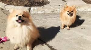 Manual Completo do Spitz Alemão: Características, Cuidados e Facilidade de Adaptação.